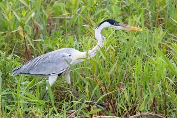 Tipos de garzas - Garza mora