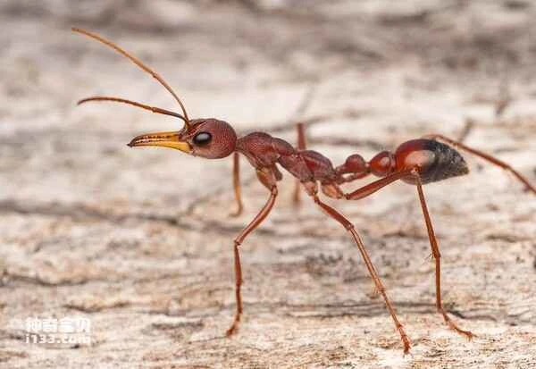 Detailed information and living habits of bull ants