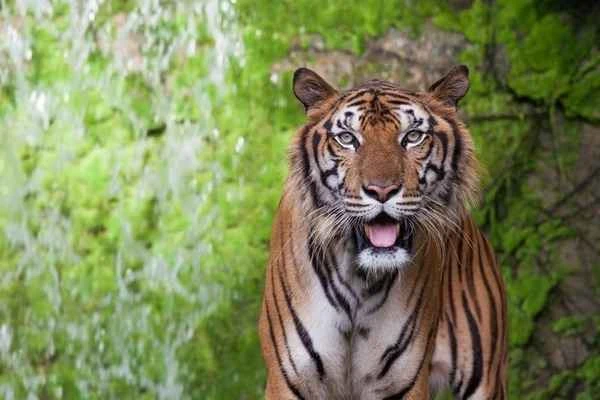 China's Top Ten Endangered Rare Animals