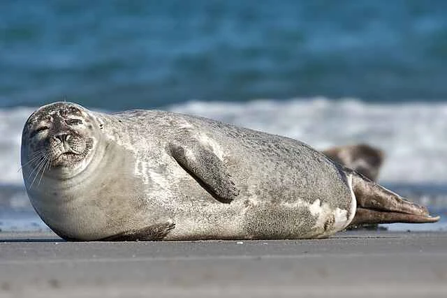 Are seals mammals? — An in-depth analysis of the biological classification and characteristics of seals.