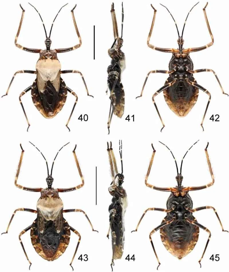 A new insect species, the Chinese assassin bug, has been discovered in Wuyishan National Park.