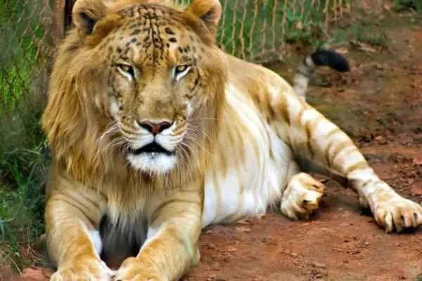 Animales híbridos: ejemplos and características - Tigón (Panthera tigris × Panthera leo)