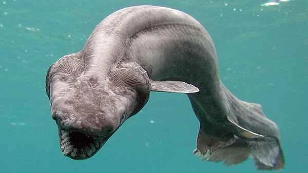 Frilled Shark: A Deep-Sea Giant That Has Remained Unchanged for Millennia