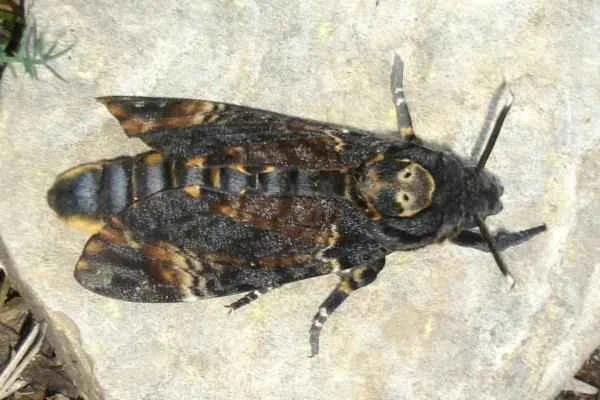 Butterfly species - Skull Butterfly (Acherontia atropos)