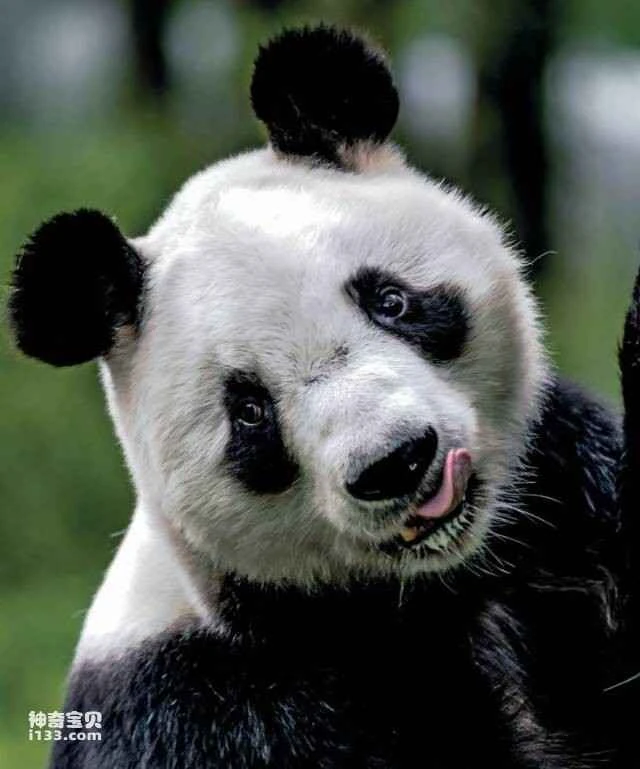 The origin of the name panda