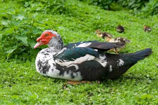 Types of ducks - Muscovy duck