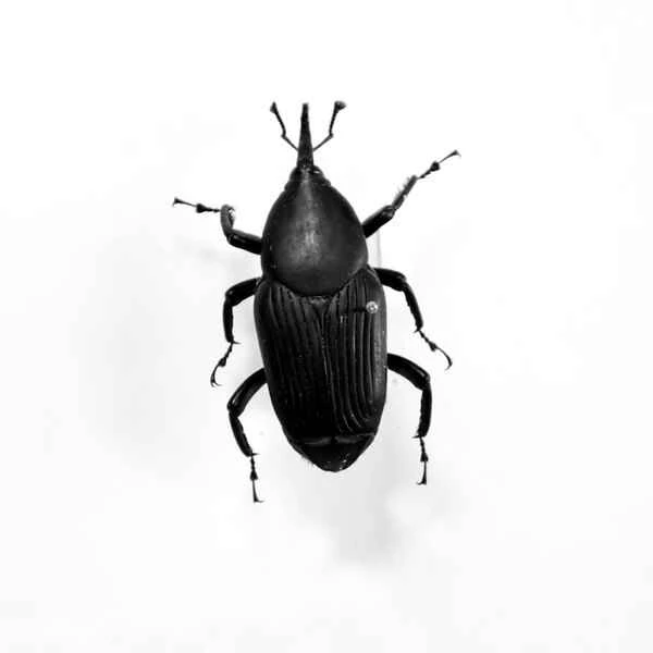 Palm weevil: Pest, Superfood, or Medicine?