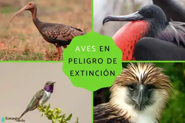 64 endangered bird species (with detailed descriptions of representative species)