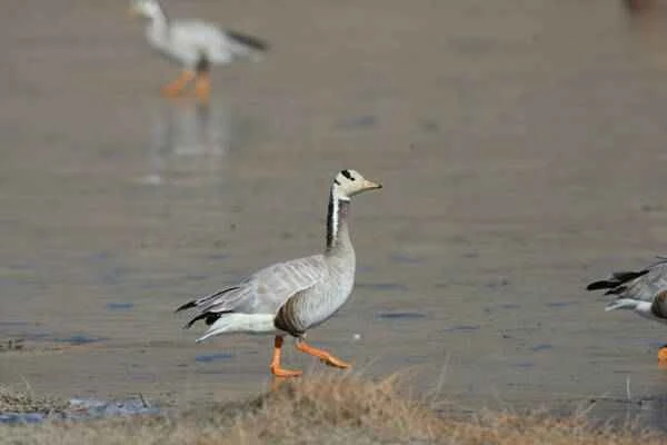 Extraordinary birds that migrate over extremely long distances