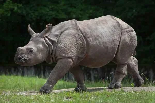 Types of rhinoceroses - Indian rhinoceros (Rhinoceros unicornis)