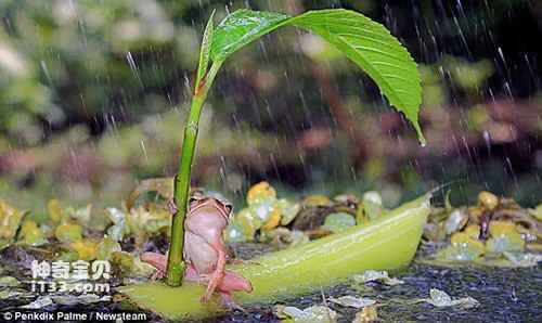 Clever tree frog uses leaves as an umbrella to withstand a torrential downpour for 30 minutes (Photos) (4)