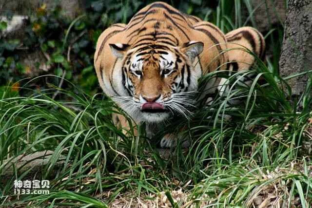 The world's top ten solitary animals: which animals prefer to live alone?