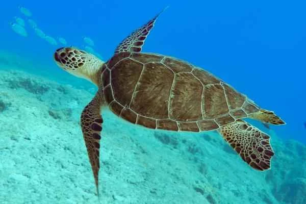 Reptiles acuáticos: características, respiración and ejemplos - Quéson and características of los reptiles acuáticos