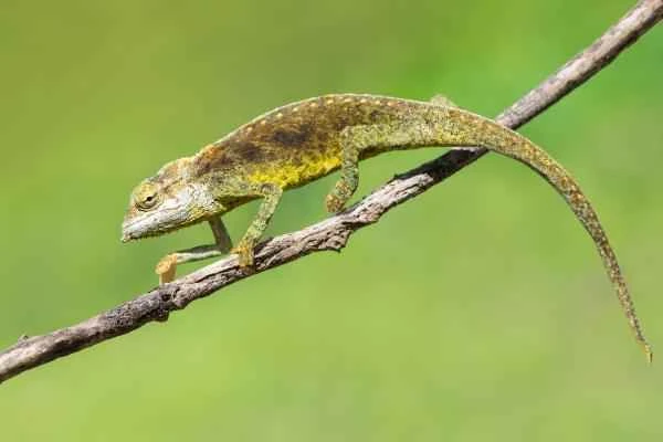 Types of Chameleons - Tiger Chameleon