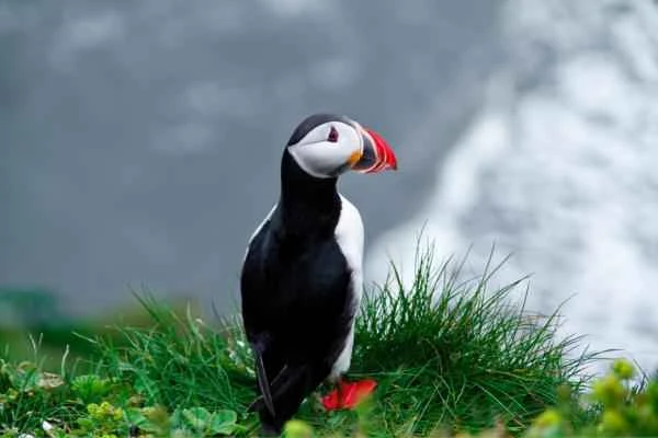 [Puffin Encyclopedia] Unveiling the Characteristics, Habitat, and Diet of the Atlantic Puffin