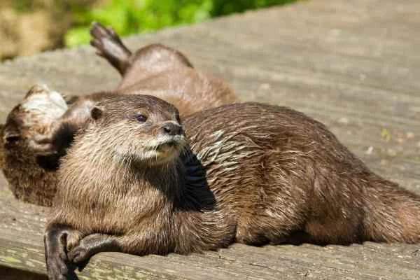 Tipos de nutrias - Nutria europea (Lutra lutra)