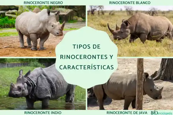 Types of rhinoceroses and their main characteristics