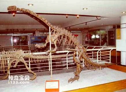 The story of China's first dinosaur fossil skeleton (Lufengosaurus xuensis)