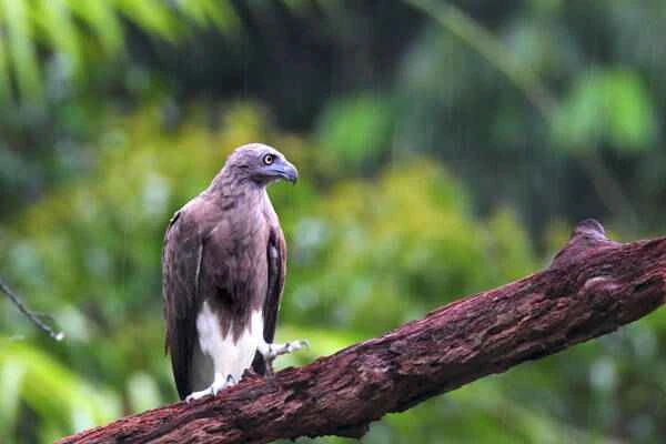 Of the top ten extant birds of prey, the golden eagle doesn't even make the top five.