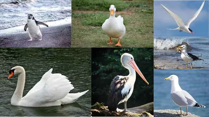 Birds that can both fly and swim: An in-depth exploration