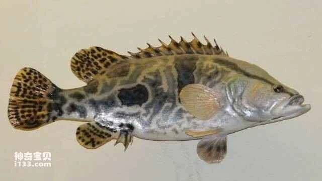 Top 10 Delicious Freshwater Fish in my country: Recommendations for 10 Freshwater Fish with Outstanding Taste