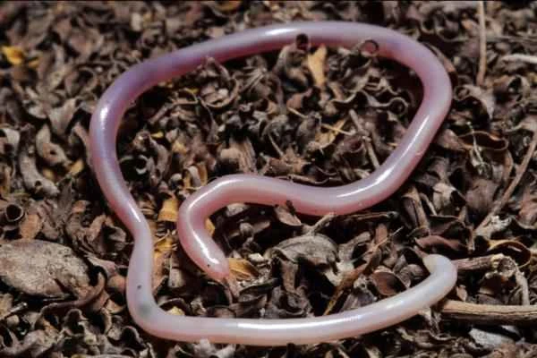 Mexican reptile - Yucatan blind snake (Amerotyphlops microstomus)