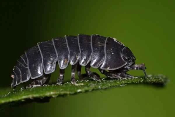 Animales con exoesqueleto - Bichos bolita (Oniscideus)
