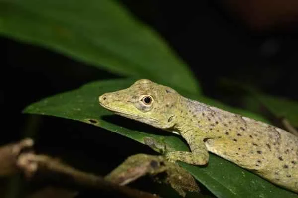 Lizard species - Kalima lizard