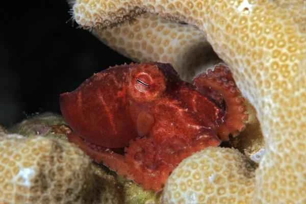 Poisonous octopus - Pacific dwarf octopus (Paroctopus digueti)