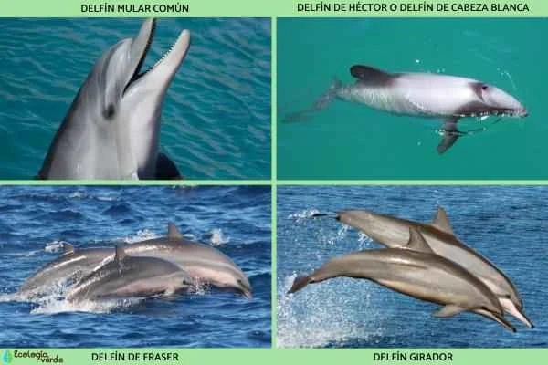Types of dolphins -