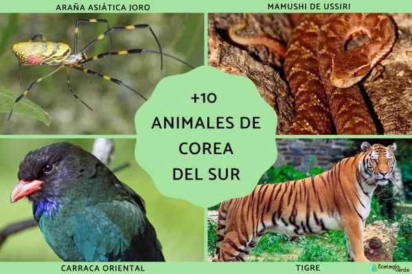 10 Unique Animals of Korea – Names and Pictures