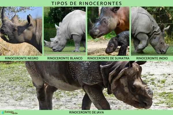 Information and photos of 5 extant rhinoceros species