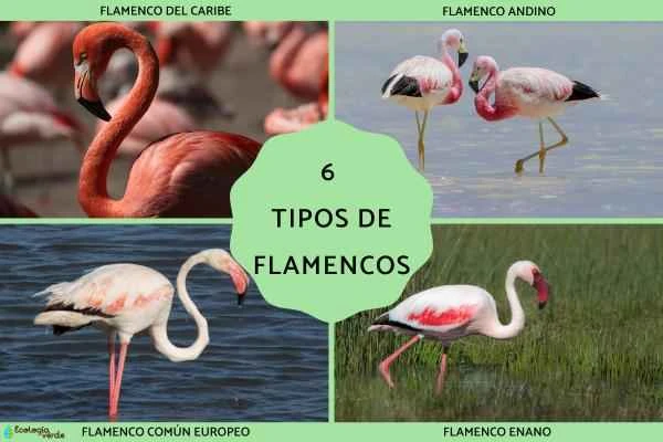 A Comprehensive Guide to Flamingo Species: Introduction to 6 Major Flamingo Species and Analysis of Their Endangered Status