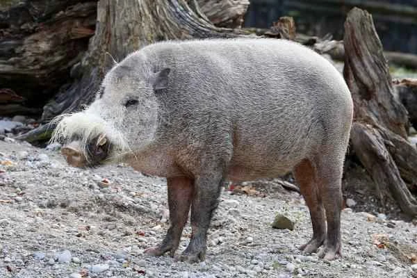 Wild boar species - Bearded wild boar