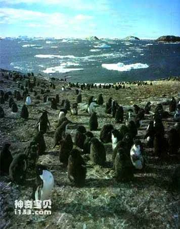 Current Status and Origin of Antarctic Penguins