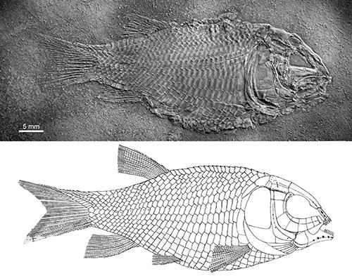 Evolution and latest discoveries of Wang's Fuyuan fish