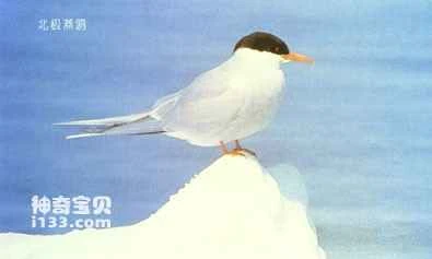 Arctic tern's living habits