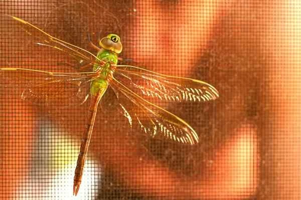 Types of Dragonflies - Common Dragonflies