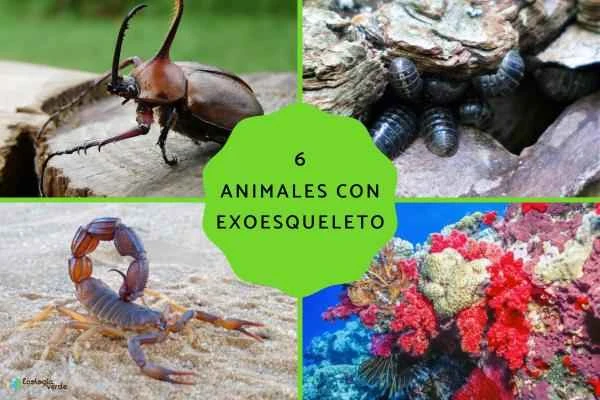 6 Animals with Exoskeletons and Their Characteristics Explained