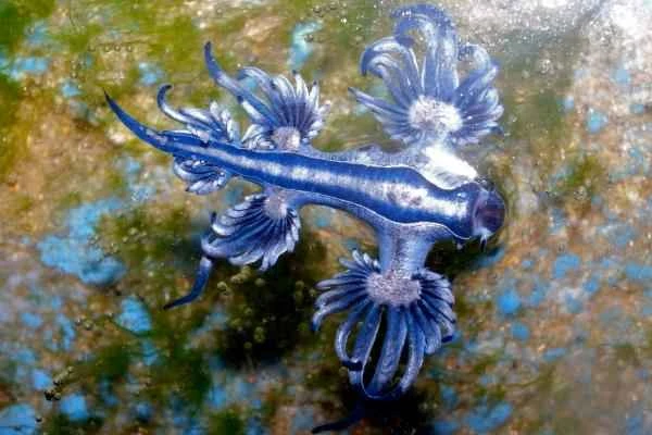 Dragón azul o Glaucus atlanticus: tamaño, anatomía, alimentación y veneno - Dónde vive el dragón azul