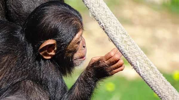 The chimpanzees at the Shandong Zoo eat a scallion and three or four cloves of garlic a day.