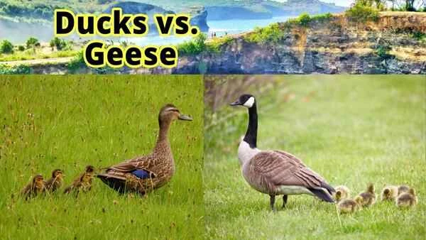 The differences between ducks and geese: everything you need to know.