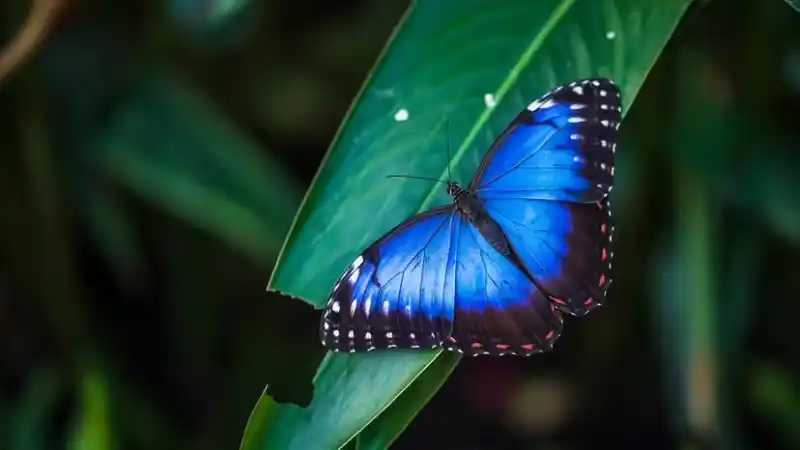 Nine species of blue butterflies: identification points, distribution, habitats, and viewing seasons (with photography and conservation guidelines)