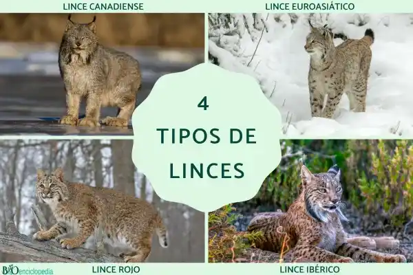 Four types of lynx: A comprehensive analysis of their species, distribution, and main characteristics.
