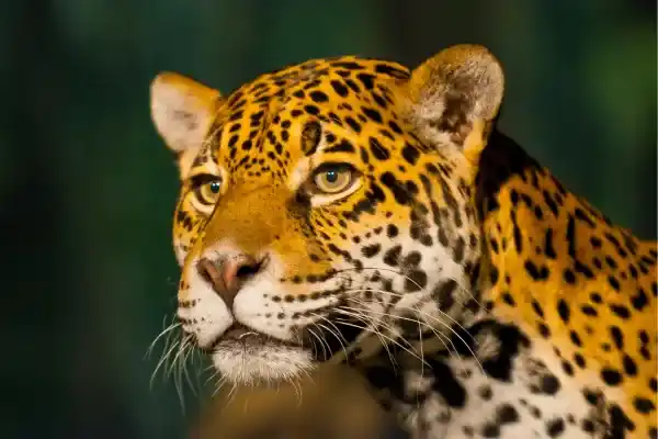 10 animals of Brazil: names, characteristics and pictures