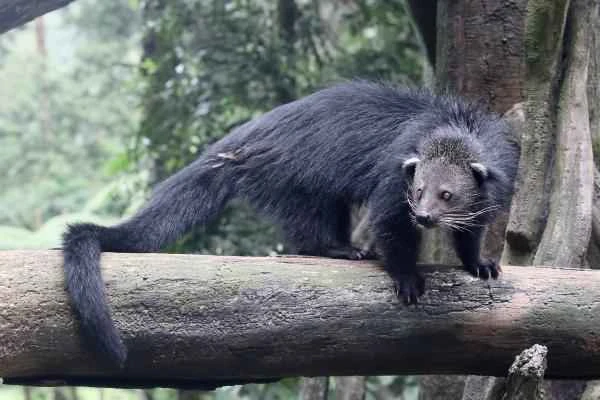 Binturong o manturón: quées, olor, hábitat y curiosidades - Hábitat del binturong