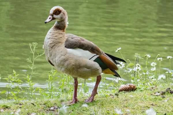 Types of geese - Nile goose (Alopochen aegyptiaca)