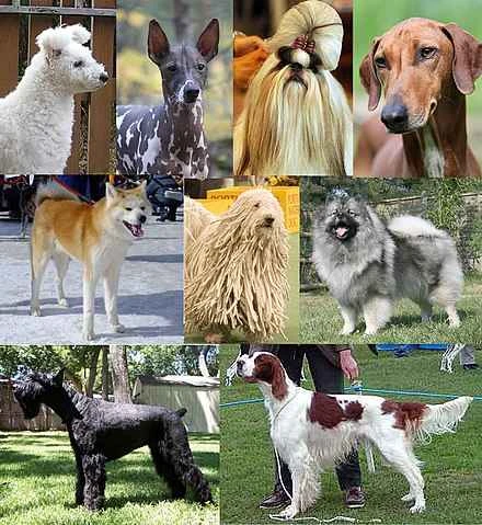 Detailed information and habits of dogs