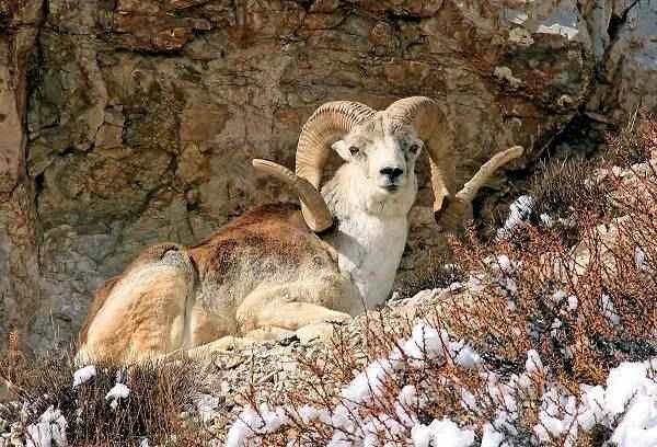 The origin and evolutionary history of sheep