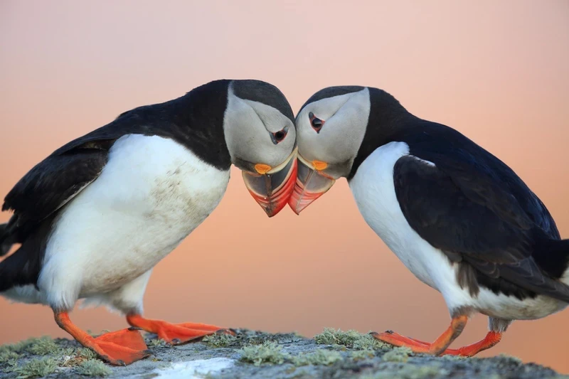 Which animals have lifelong companions: Exploring lifelong companionship in nature